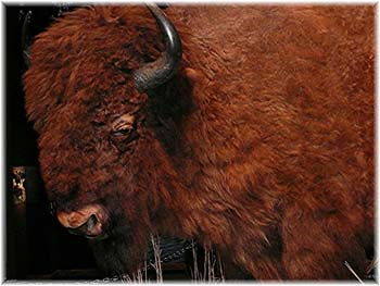 Elevage du CLOS DE LA LUETTE - COPYRIGHT DEPOSE